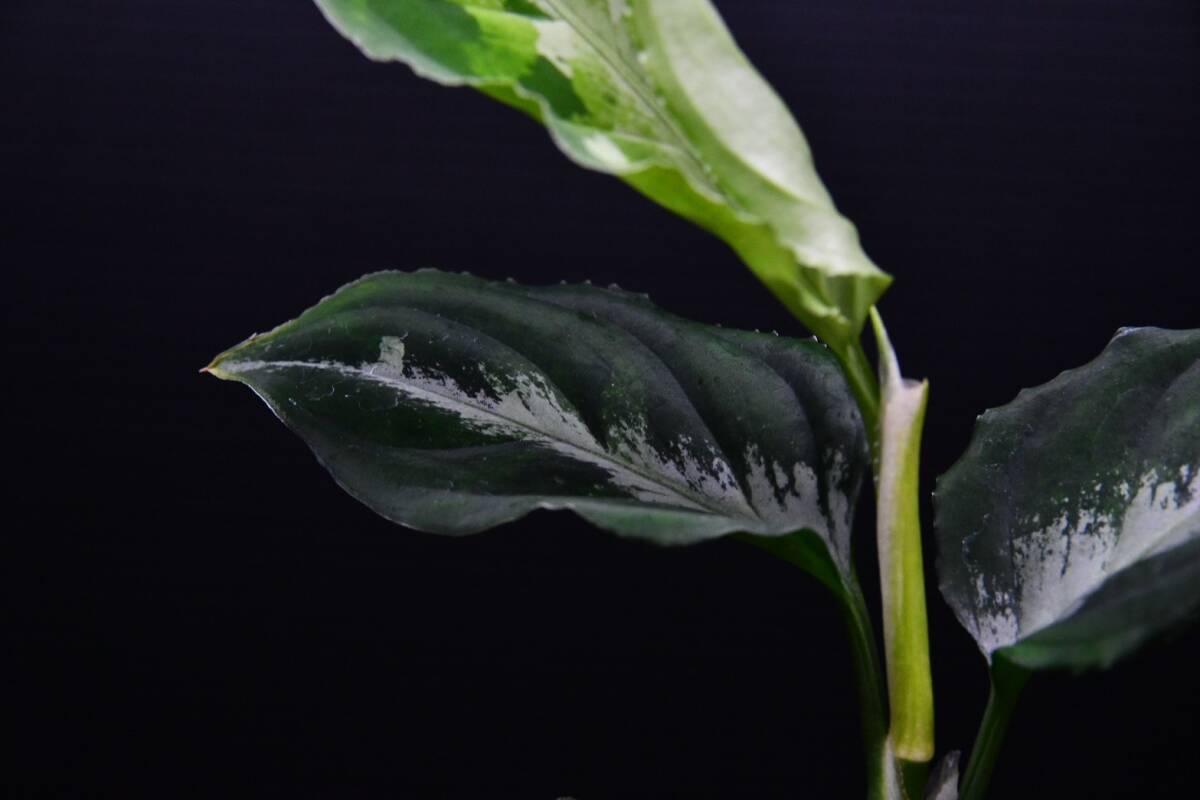 ２ Aglaonema pictum tricolor from South Sumatra アグラオネマ ピクタム トリカラーの画像6