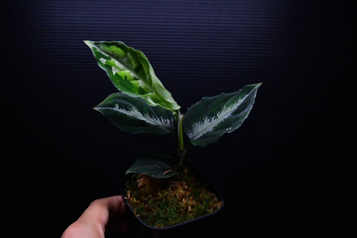 ２　Aglaonema　pictum tricolor from South Sumatra アグラオネマ　ピクタム　トリカラー_画像10