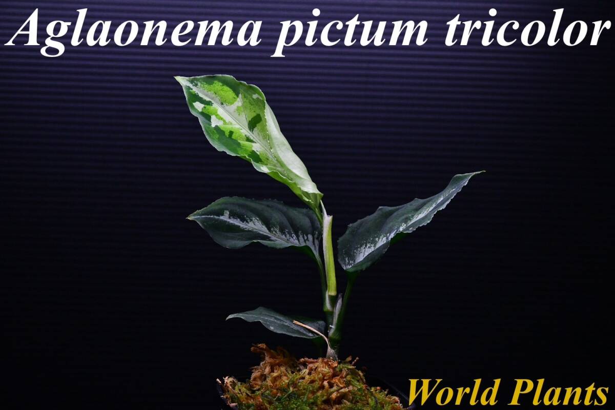 ２ Aglaonema pictum tricolor from South Sumatra アグラオネマ ピクタム トリカラーの画像1