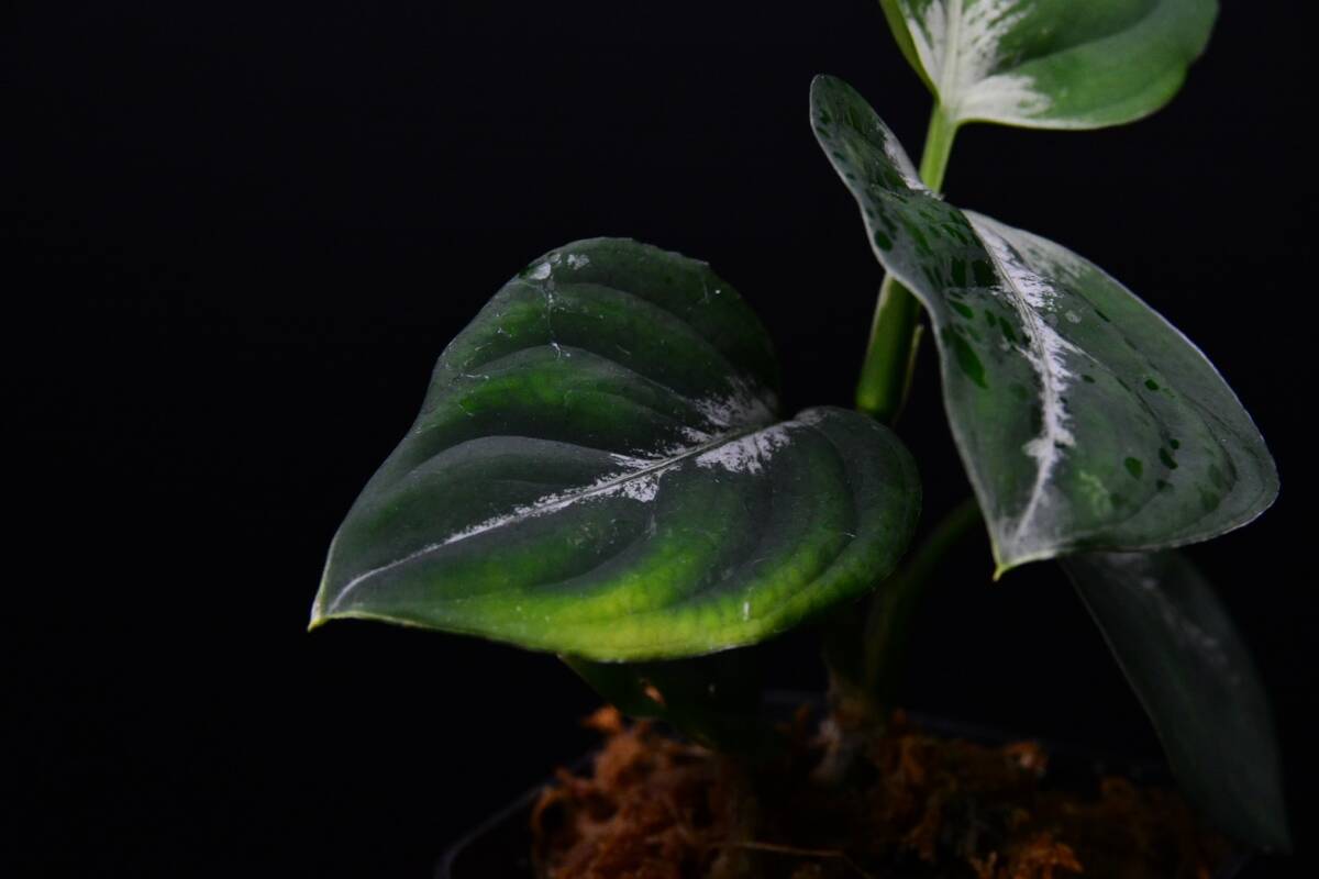 ４ Aglaonema pictum tricolor from South Sumatra アグラオネマ ピクタム トリカラーの画像8