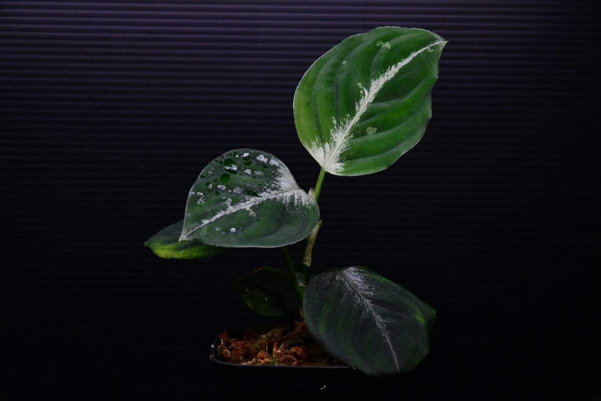 ４ Aglaonema pictum tricolor from South Sumatra アグラオネマ ピクタム トリカラーの画像4