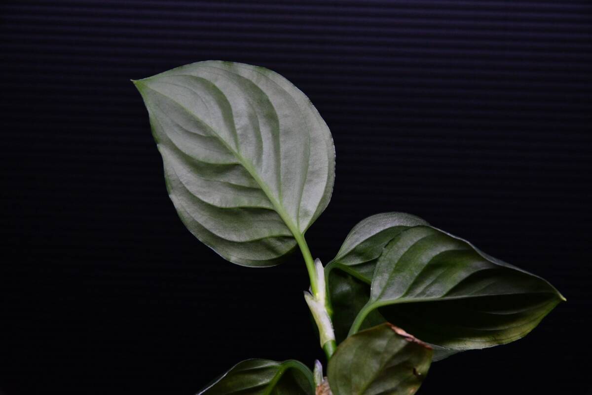 ４ Aglaonema pictum tricolor from South Sumatra アグラオネマ ピクタム トリカラーの画像9