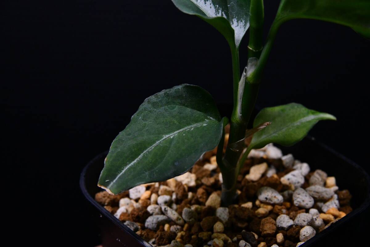 ５ Aglaonema pictum tricolor from South Sumatra アグラオネマ ピクタム トリカラーの画像8