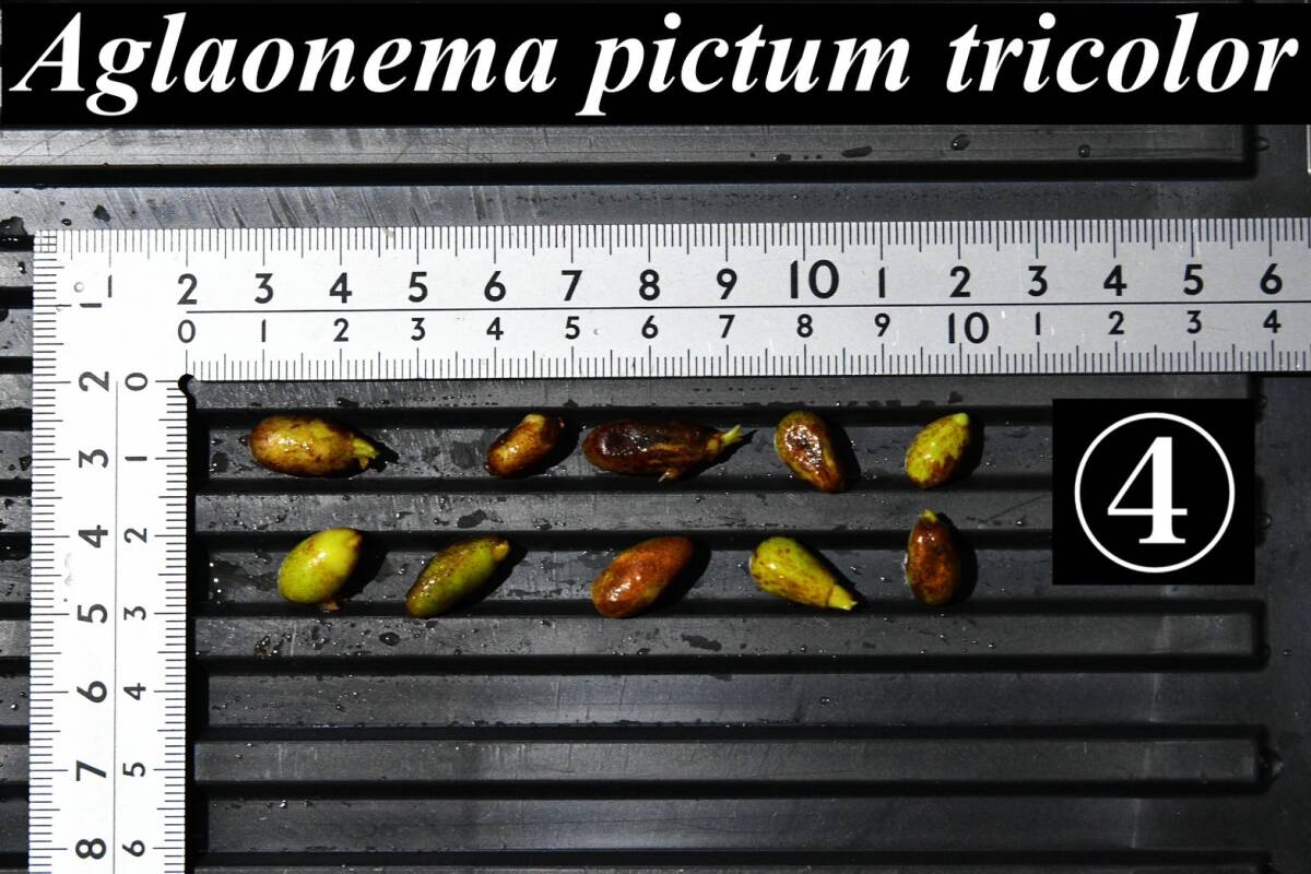 4 Aglaonema pictum tricolor from South Sumatra アグラオネマ ピクタム トリカラー 種10粒の画像1