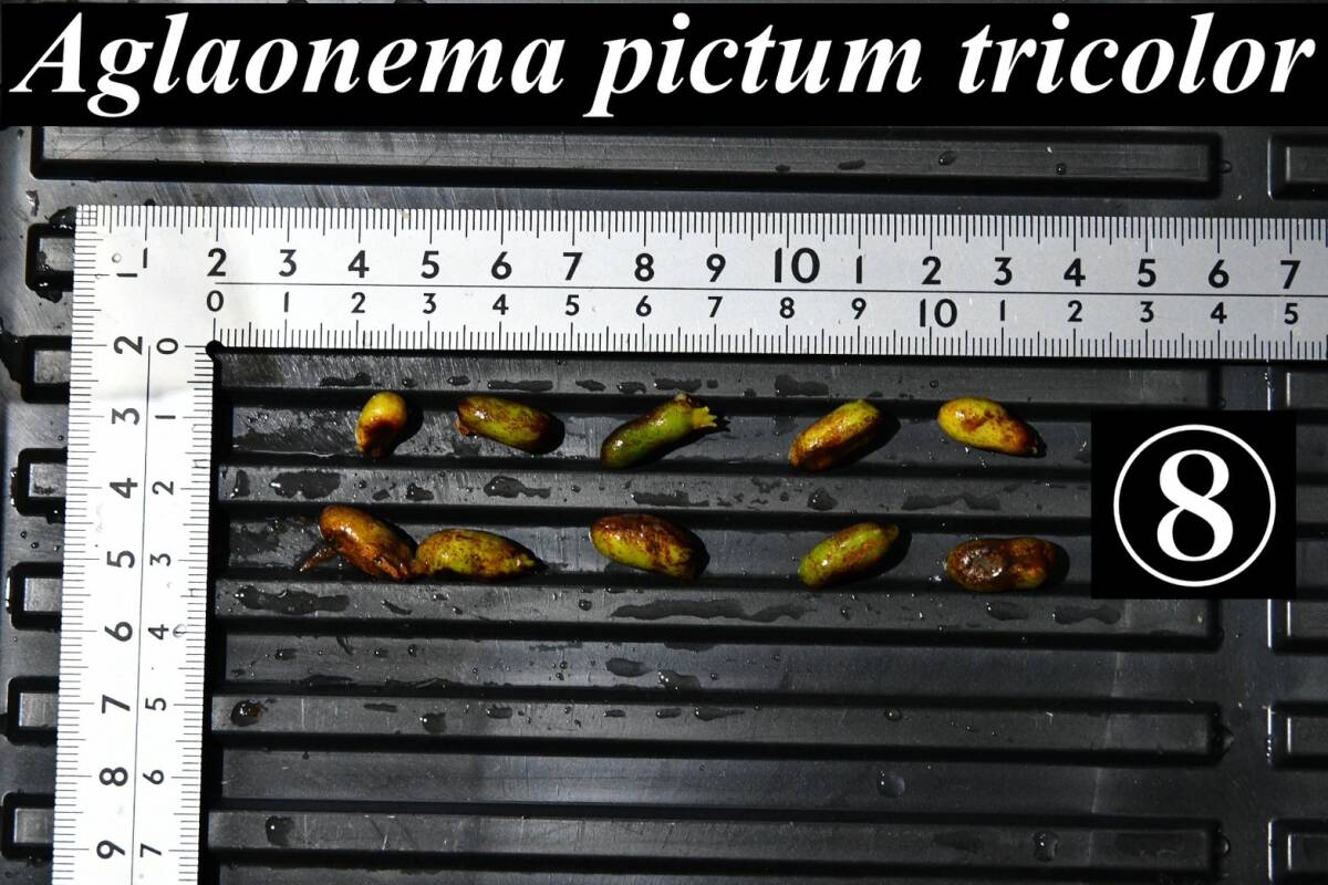 8 Aglaonema pictum tricolor from South Sumatra アグラオネマ ピクタム トリカラー 種10粒の画像1