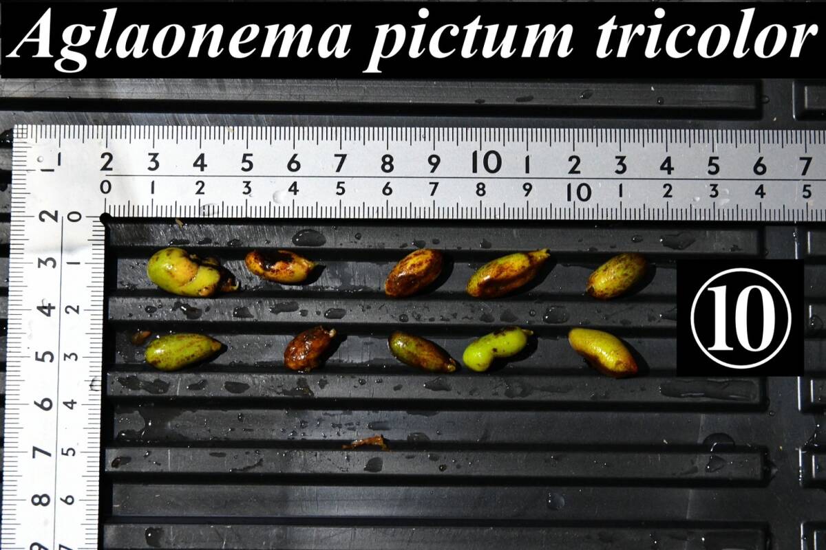 10 Aglaonema pictum tricolor from South Sumatra アグラオネマ ピクタム トリカラー 種10粒の画像1