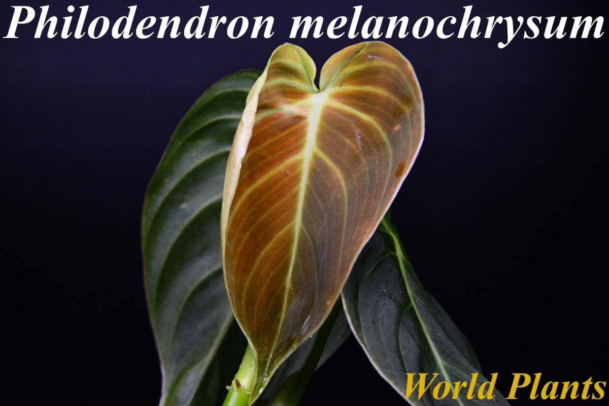 2 Philodendron melanochrysum　フィロデンドロン　メラノクリサム　苗_画像1