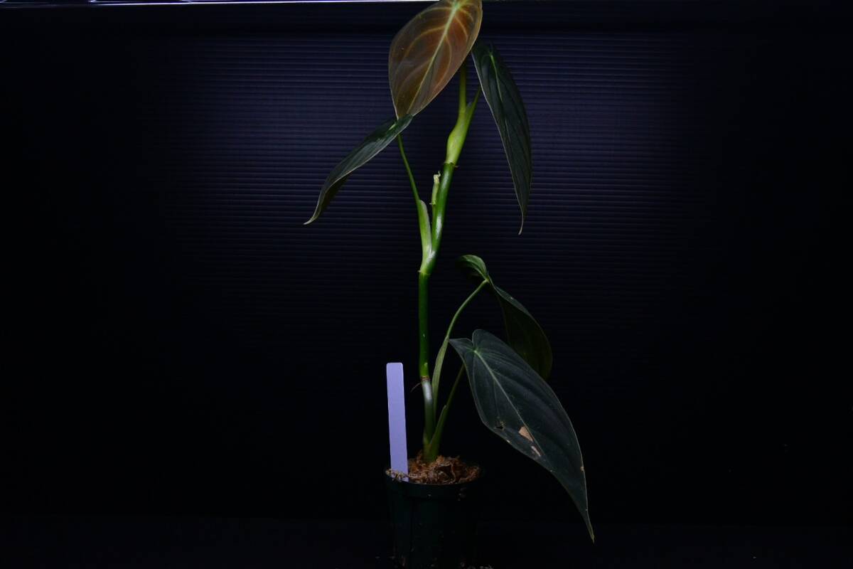 4 Philodendron melanochrysum　フィロデンドロン　メラノクリサム　苗_画像2