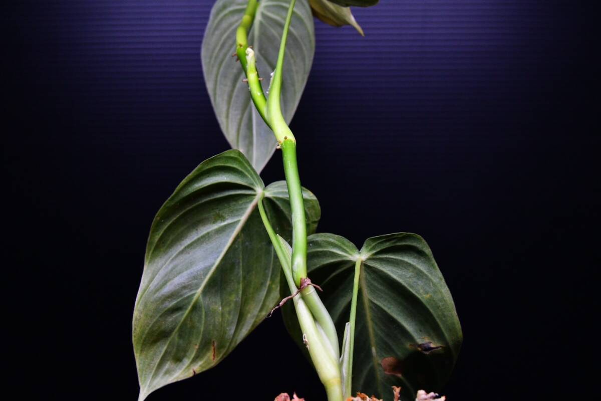 4 Philodendron melanochrysum　フィロデンドロン　メラノクリサム　苗_画像10