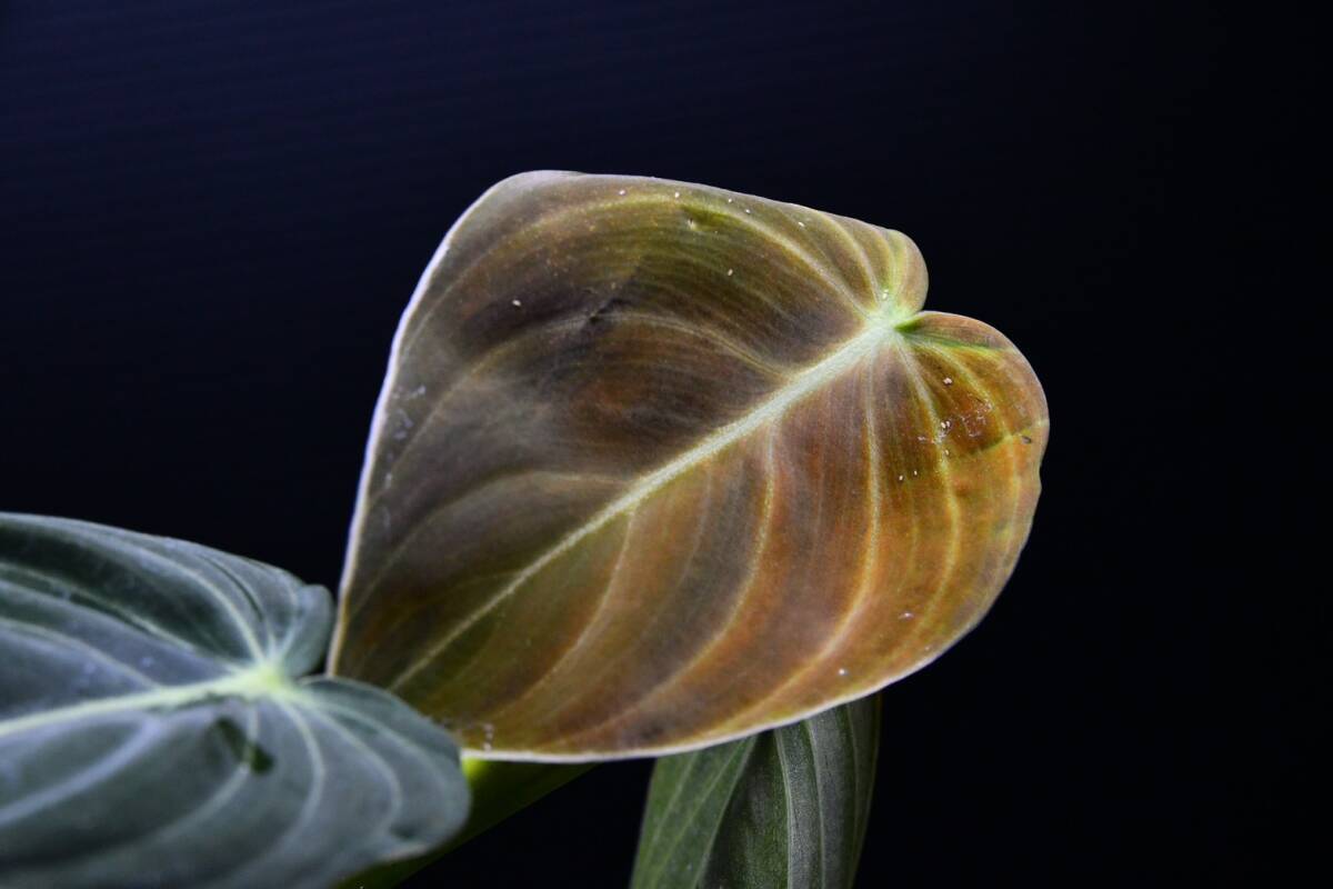 4 Philodendron melanochrysum　フィロデンドロン　メラノクリサム　苗_画像7