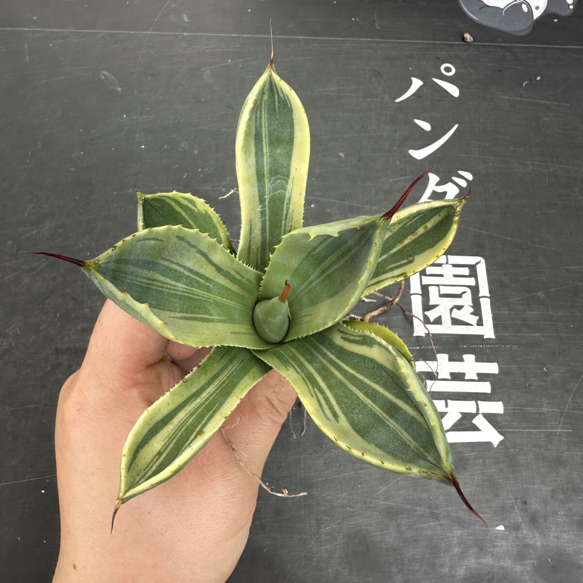 D60 【パンダ園芸】多肉植物アガベ パリー トランカータ ライムストリーク アイス発根済み の画像6