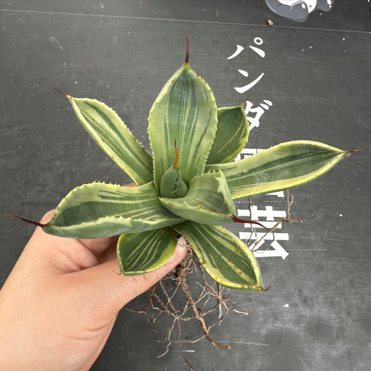 D60 【パンダ園芸】多肉植物アガベ パリー トランカータ ライムストリーク アイス発根済み の画像2