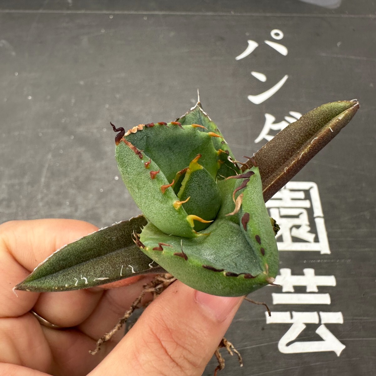 E59【パンダ園芸】アガベ チタノタ ジャガーノート 純血 / Agave titanota 'Juggernaut' pure blood メリクロン株 発根済み の画像3