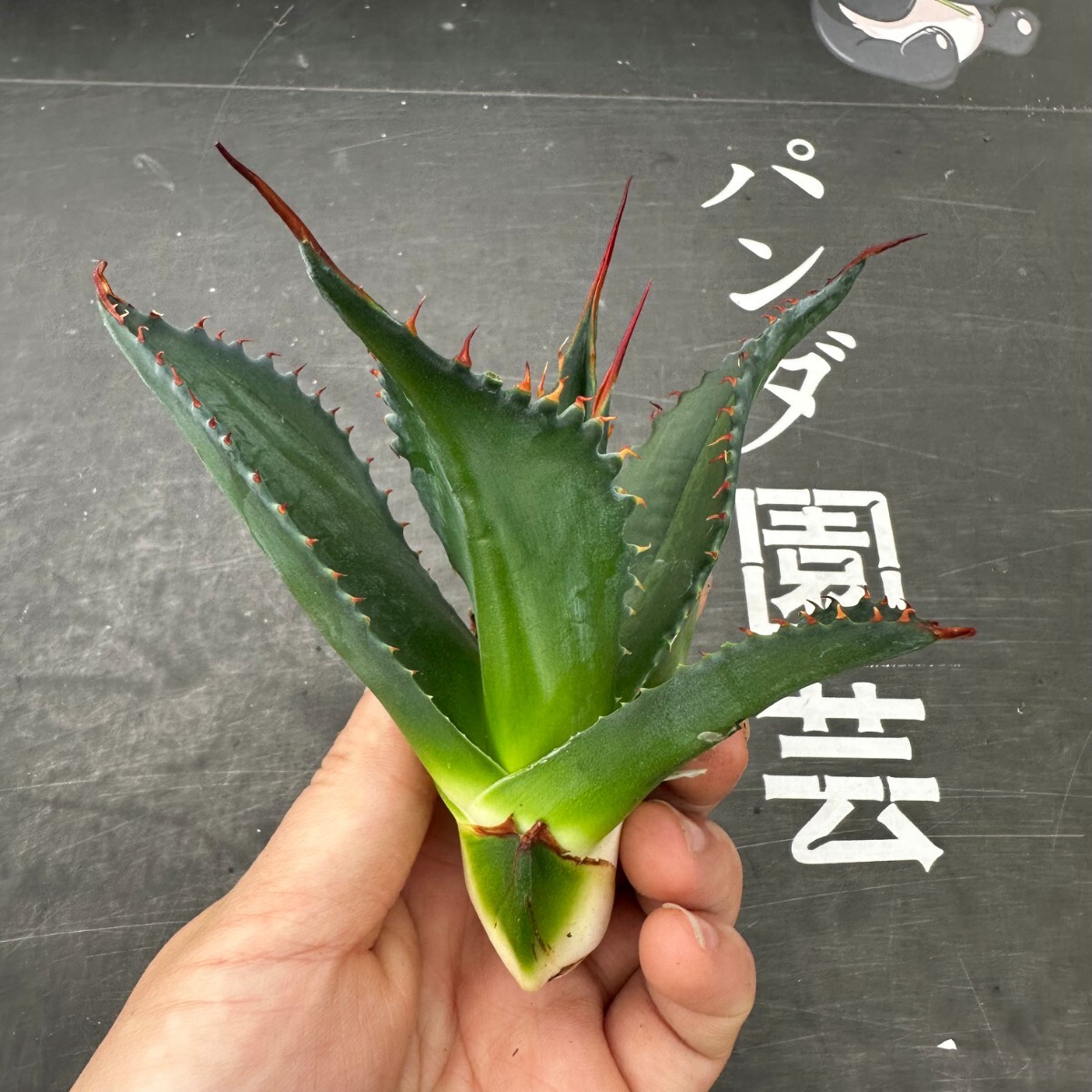 E63 【パンダ園芸】アガベ モンタナ Agave Montana 選抜 強棘の画像4