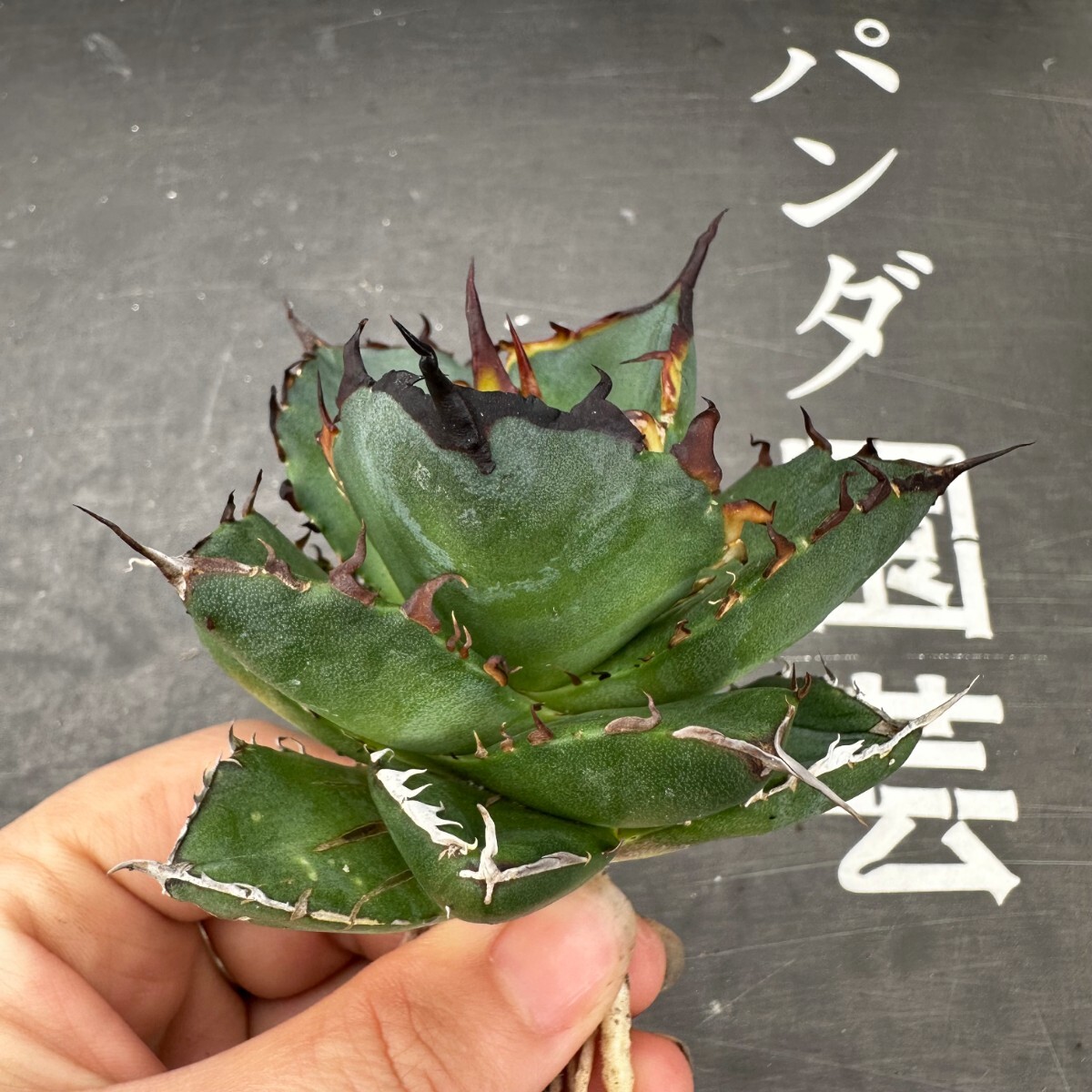 F5【パンダ園芸】アガベ チタノタ HADES ハデス 恐竜牙歯 Agave titanota Hades 発根済み の画像4