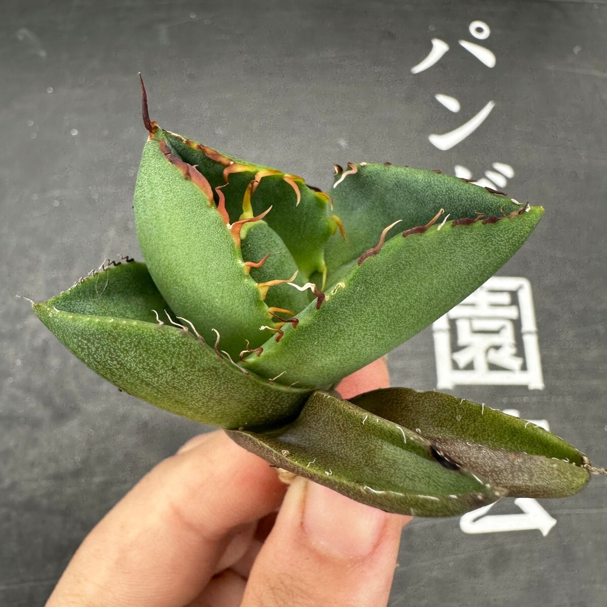 F17【パンダ園芸】アガベ チタノタ ジャガーノート 純血 / Agave titanota 'Juggernaut' pure blood メリクロン株 発根済み の画像3