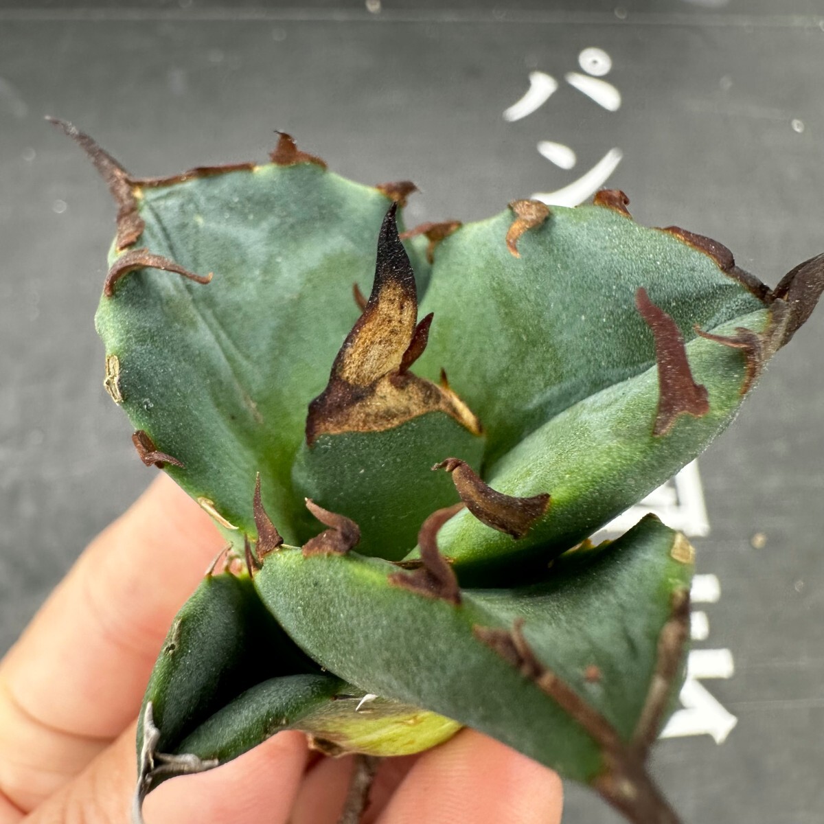 F35【パンダ園芸】アガベ チタノタ OWL 海豹 agave titanota 寛葉厳龍 LBP 胴切り天芽子株 極上子株の画像3