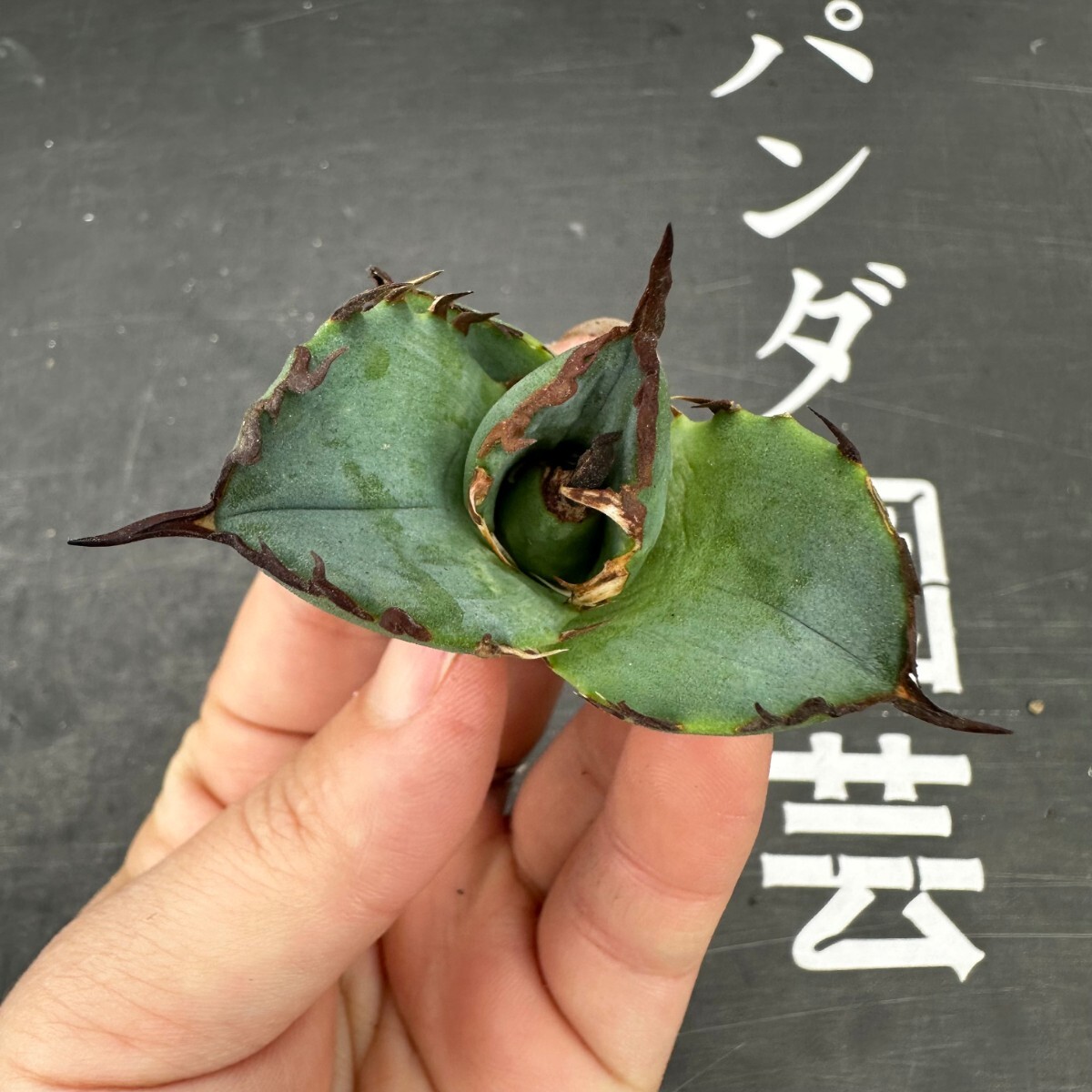 F36【パンダ園芸】アガベ チタノタ OWL 海豹 agave titanota 寛葉厳龍 LBP 胴切り天芽子株 極上子株の画像3