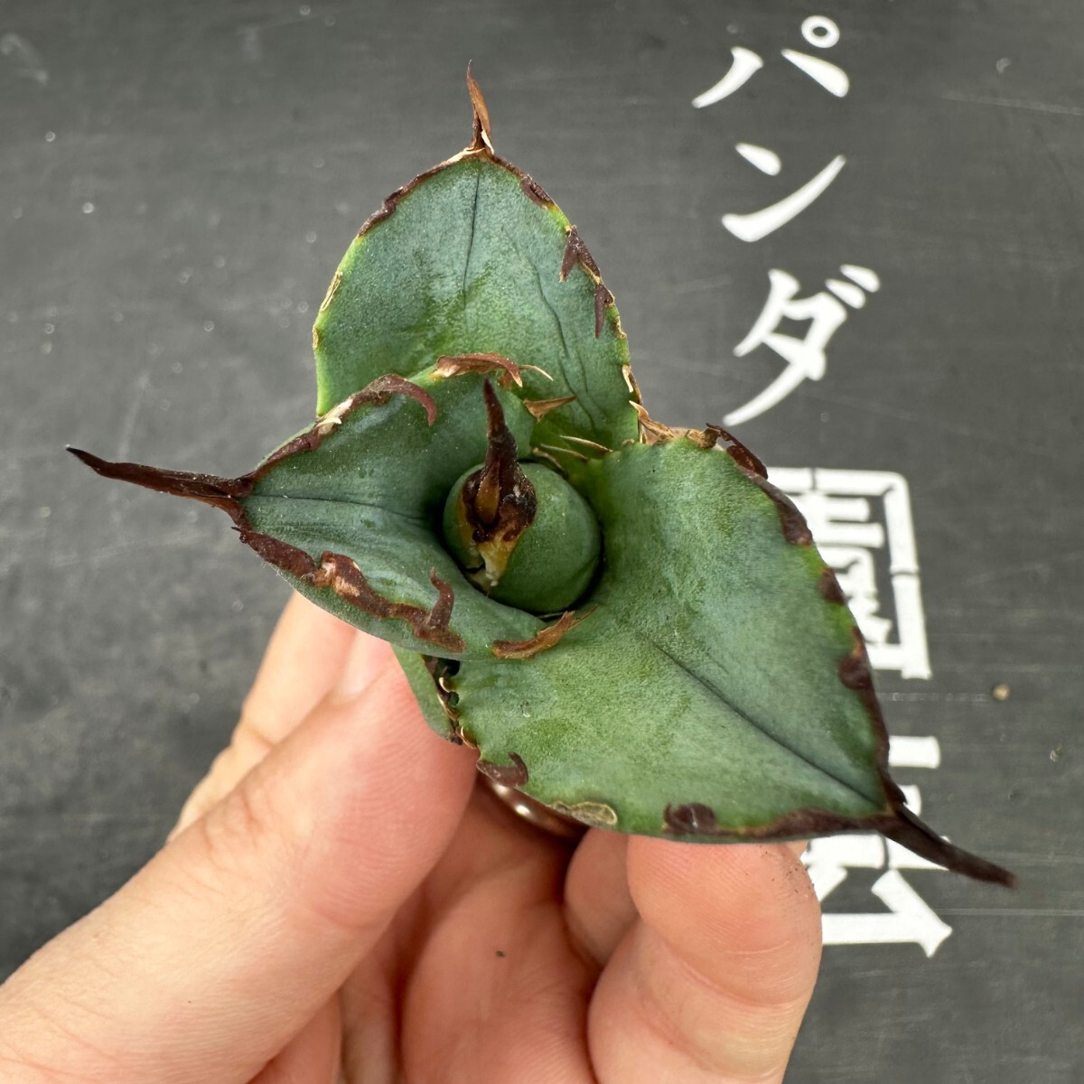 F37【パンダ園芸】アガベ チタノタ OWL 海豹 agave titanota 寛葉厳龍 LBP 胴切り天芽子株 極上子株の画像5