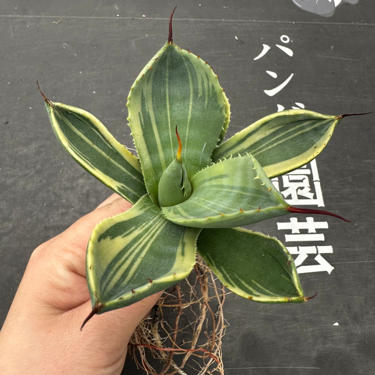 F39【パンダ園芸】多肉植物アガベ パリー トランカータ ライムストリーク アイス発根済み の画像4