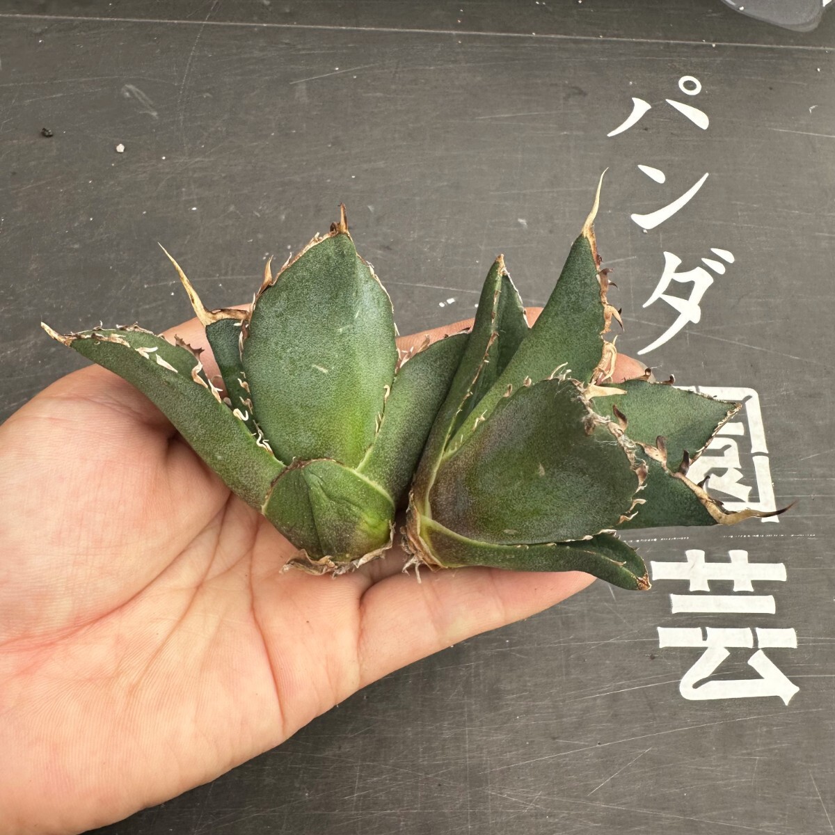 H28[ Panda gardening ] agave succulent plant chitanota white . super finest quality . excellent .. madness . beautiful stock trunk cut . heaven . large . stock 2 stock 