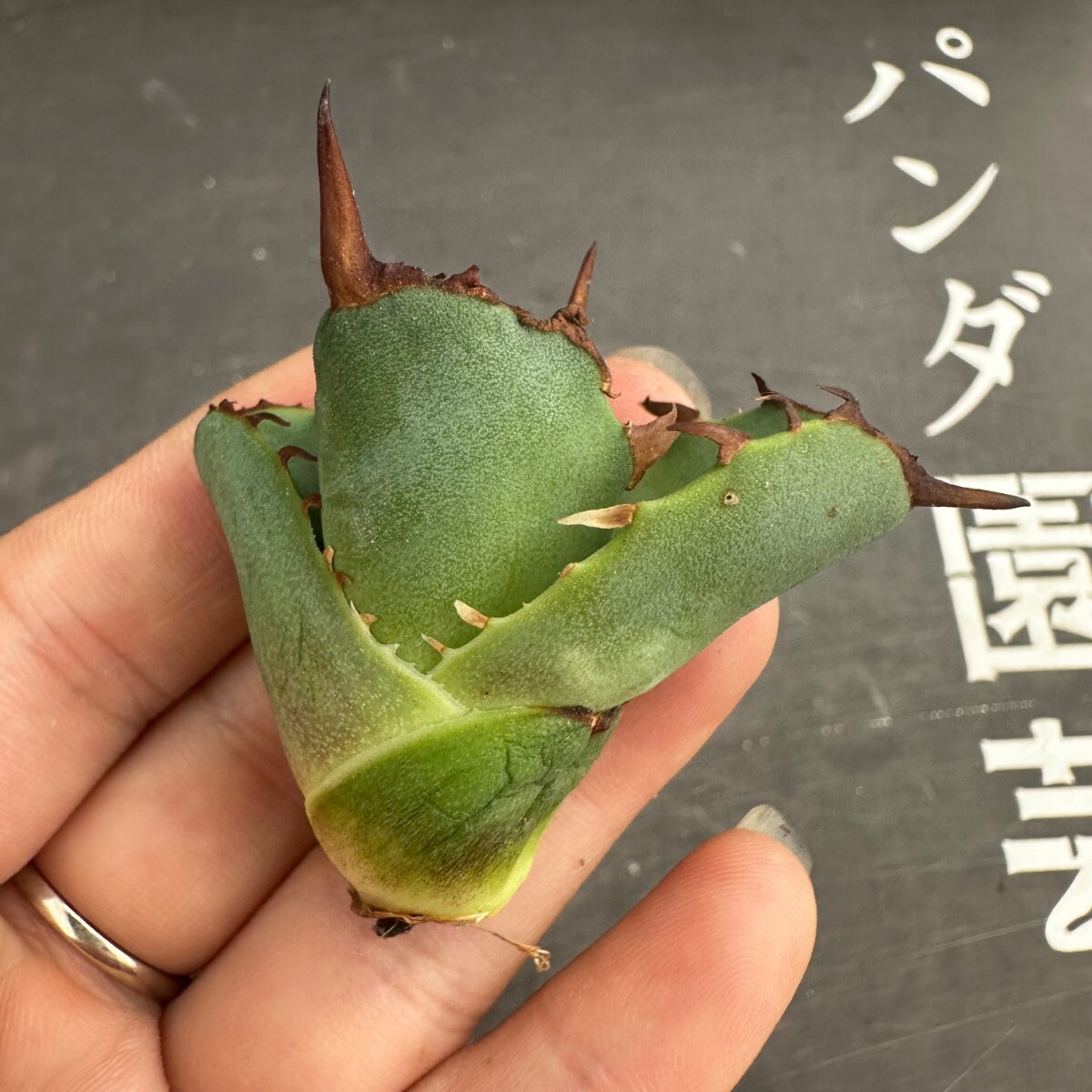 H41【パンダ園芸】アガベ チタノタ OWL 海豹 agave titanota 寛葉厳龍 LBP 胴切り天芽子株 極上子株の画像7