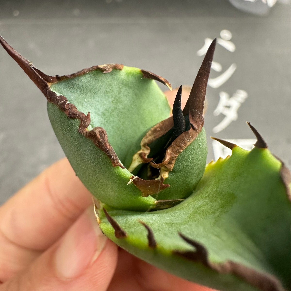 H41【パンダ園芸】アガベ チタノタ OWL 海豹 agave titanota 寛葉厳龍 LBP 胴切り天芽子株 極上子株の画像3