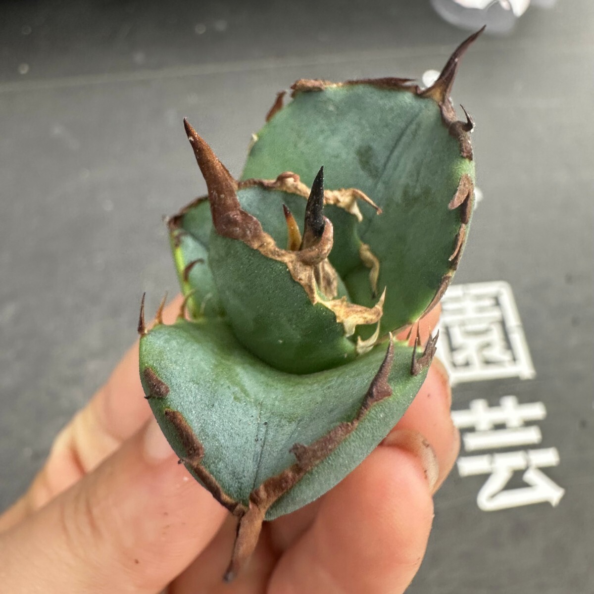 H42【パンダ園芸】アガベ チタノタ OWL 海豹 agave titanota 寛葉厳龍 LBP 胴切り天芽子株 極上子株の画像7