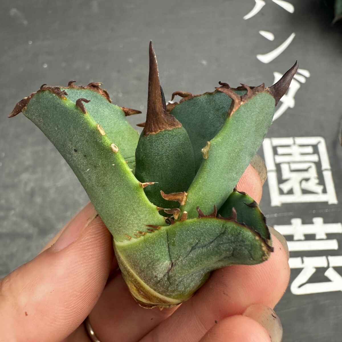 H43【パンダ園芸】アガベ チタノタ OWL 海豹 agave titanota 寛葉厳龍 LBP 胴切り天芽子株 極上子株の画像3