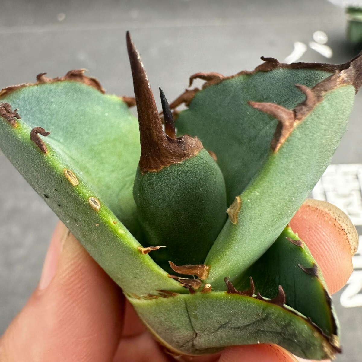 H43【パンダ園芸】アガベ チタノタ OWL 海豹 agave titanota 寛葉厳龍 LBP 胴切り天芽子株 極上子株の画像1