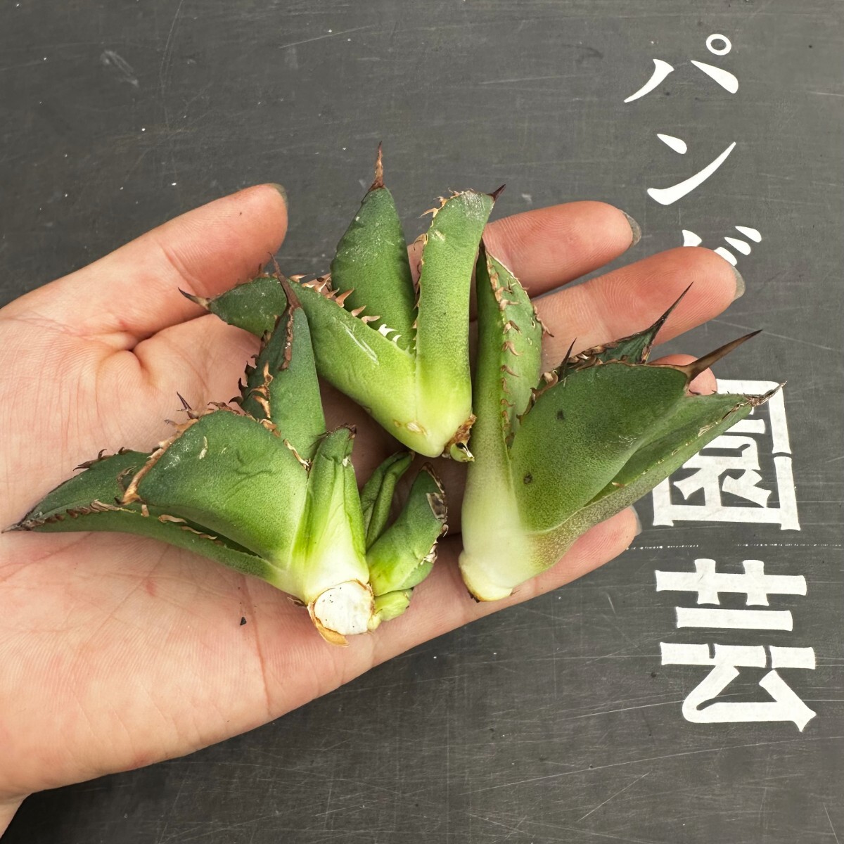 H57【パンダ園芸】多肉植物アガベ agave チタノタ 強棘霸王竜 胴切り天芽子3株の画像1