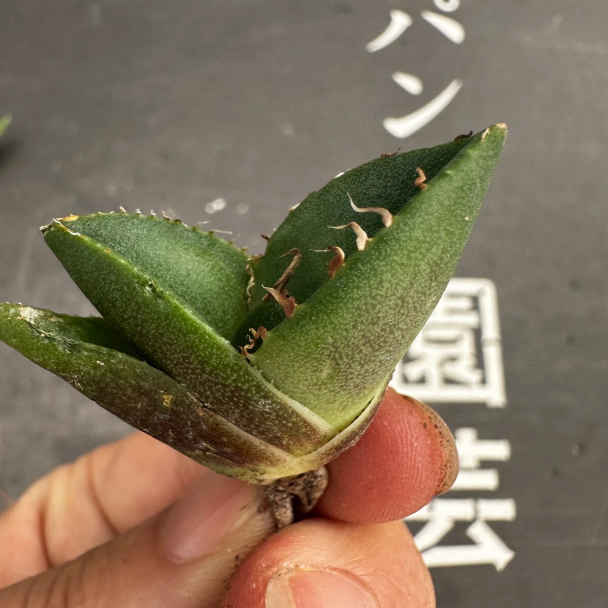 H58【パンダ園芸】アガベ チタノタ ジャガーノート 純血 / Agave titanota 'Juggernaut' pure blood メリクロン株 発根済み 2株の画像4