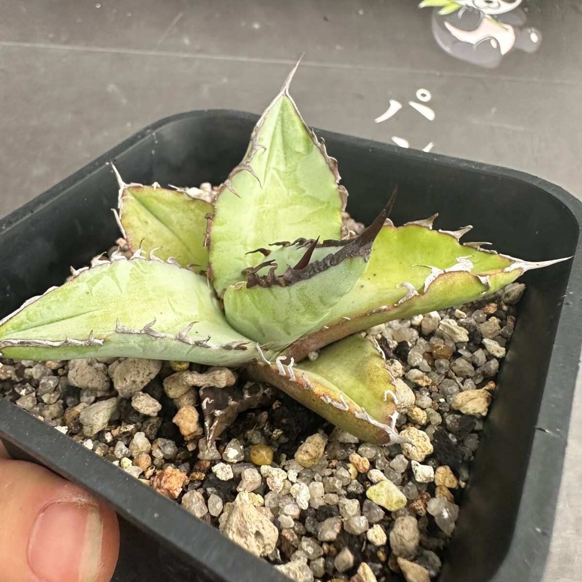 H73【パンダ園芸】【AGAVE TITANOTA BLUE実生選抜 】アガベ チタノタ  ムチプリブルーの画像7