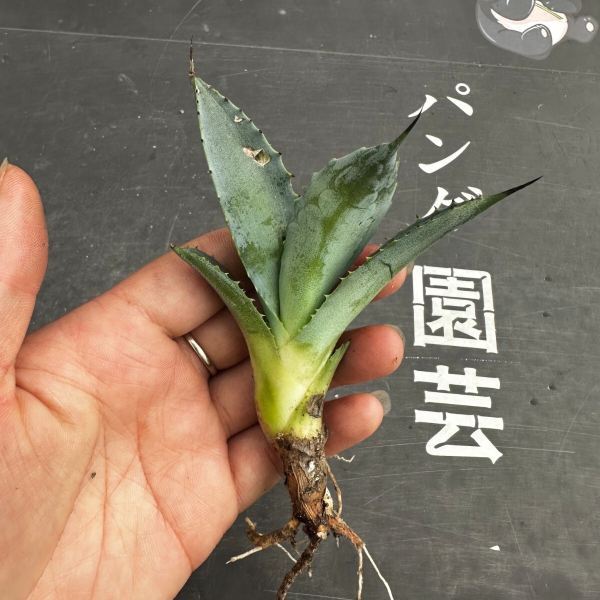 H78 【パンダ園芸】多肉植物 アガベ　強曲棘八荒雷神　超陽炎 強棘 子株_画像8