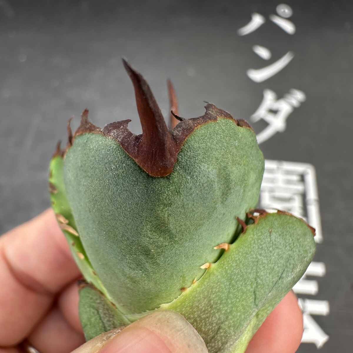 G5【パンダ園芸】アガベ チタノタ OWL 海豹 agave titanota 寛葉厳龍 LBP 胴切り天芽子株 極上子株の画像6