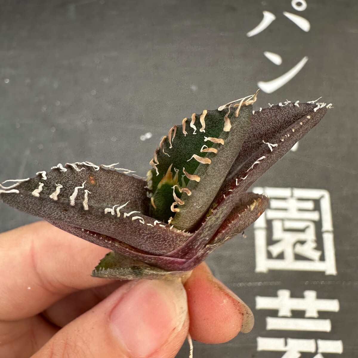 G22【パンダ園芸】発根済 アガベ チタノタ 金剛 子株 agave kingkong メリクロン株の画像5