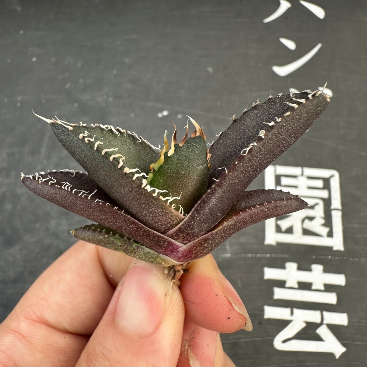 G23【パンダ園芸】発根済 アガベ チタノタ 金剛 子株 agave kingkong メリクロン株の画像6