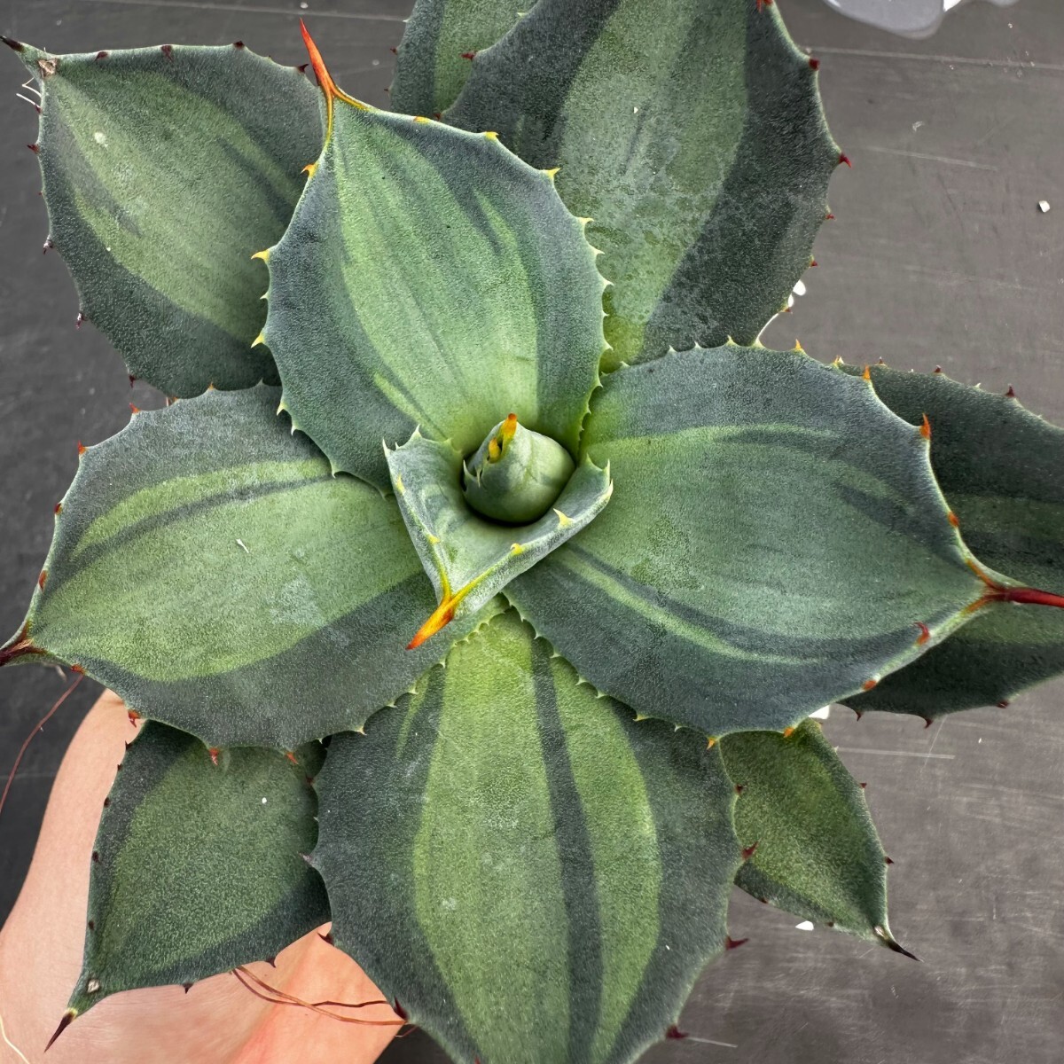 G26【パンダ園芸】 アガベ パリー ホーチエンシス 極上斑 斑入り 吉祥天錦 Agave parryi f.variegata 特選優良強棘株 の画像5