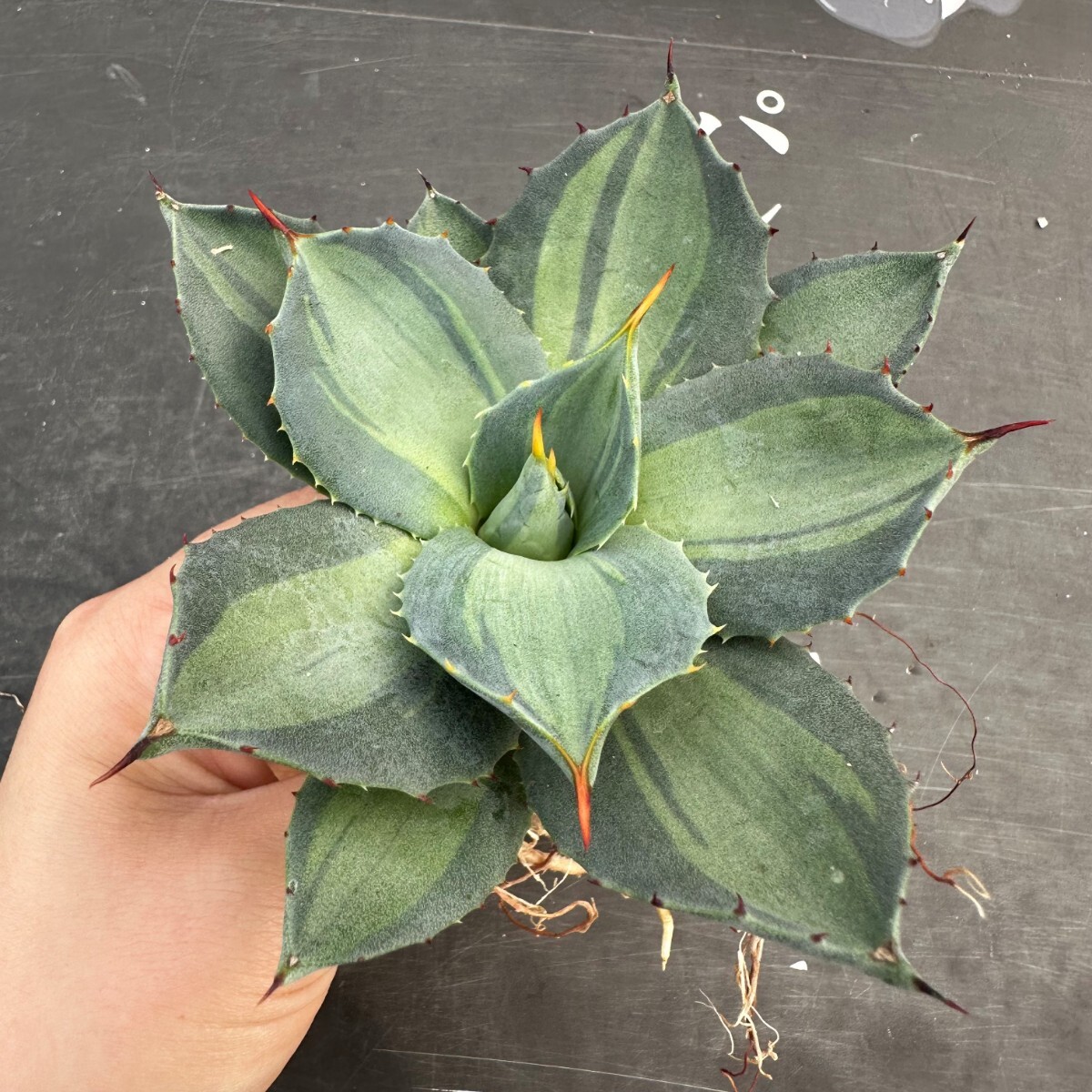 G26【パンダ園芸】 アガベ パリー　ホーチエンシス　極上斑　斑入り　吉祥天錦　Agave parryi f.variegata 特選優良強棘株　_画像2