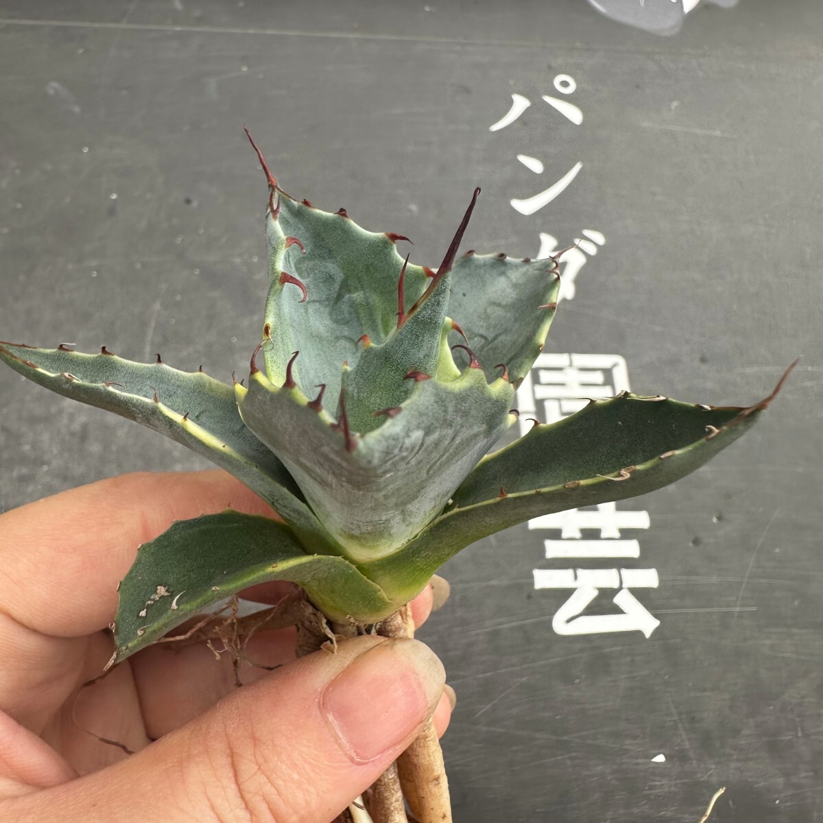 J11【パンダ園芸】多肉植物 アガベパラサナ錦 頼光錦ファイヤーボール/台湾輸入_画像3