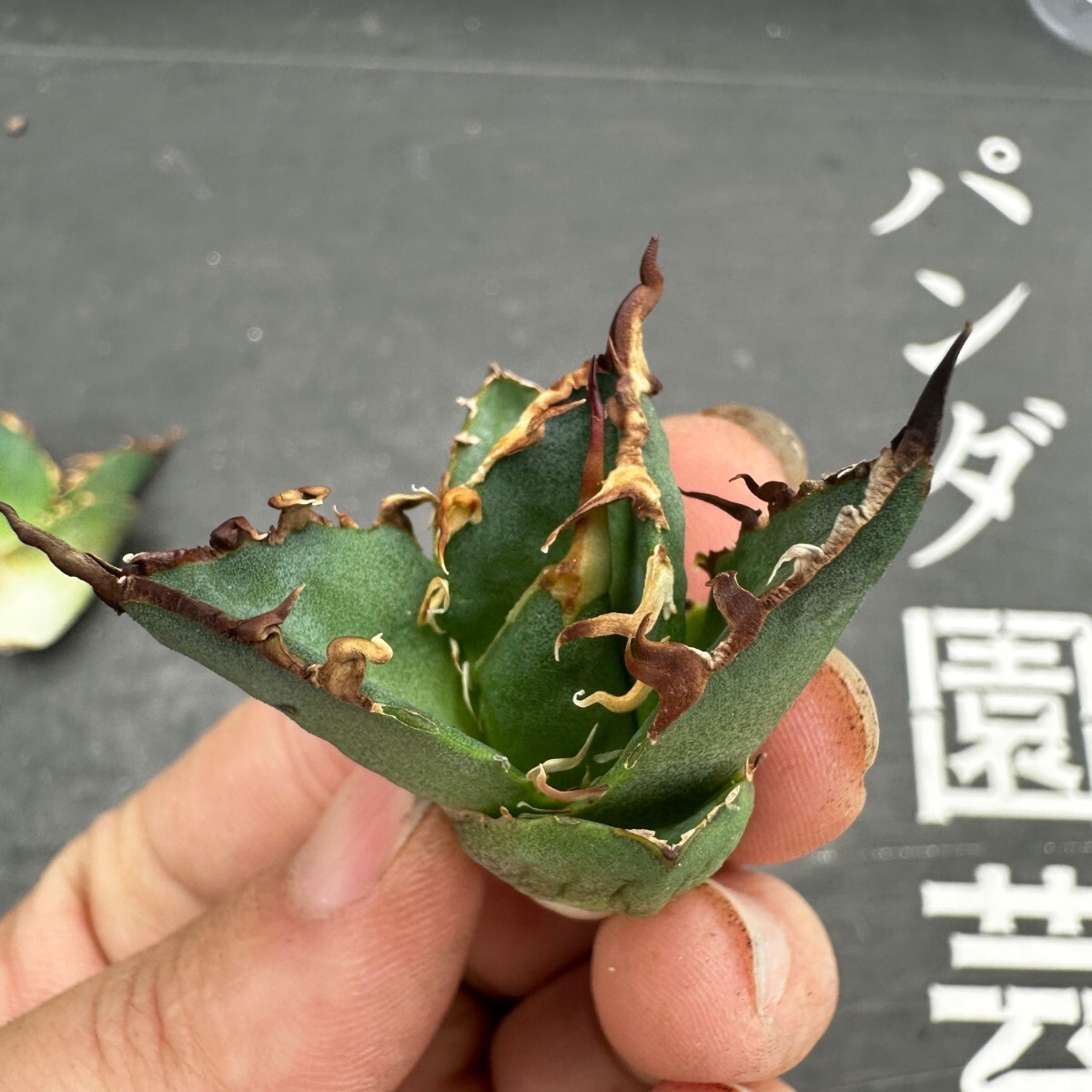 J63【パンダ園芸】アガベ 多肉植物 チタノタ シーザー　凱撒 胴切り天芽子株 5株_画像6