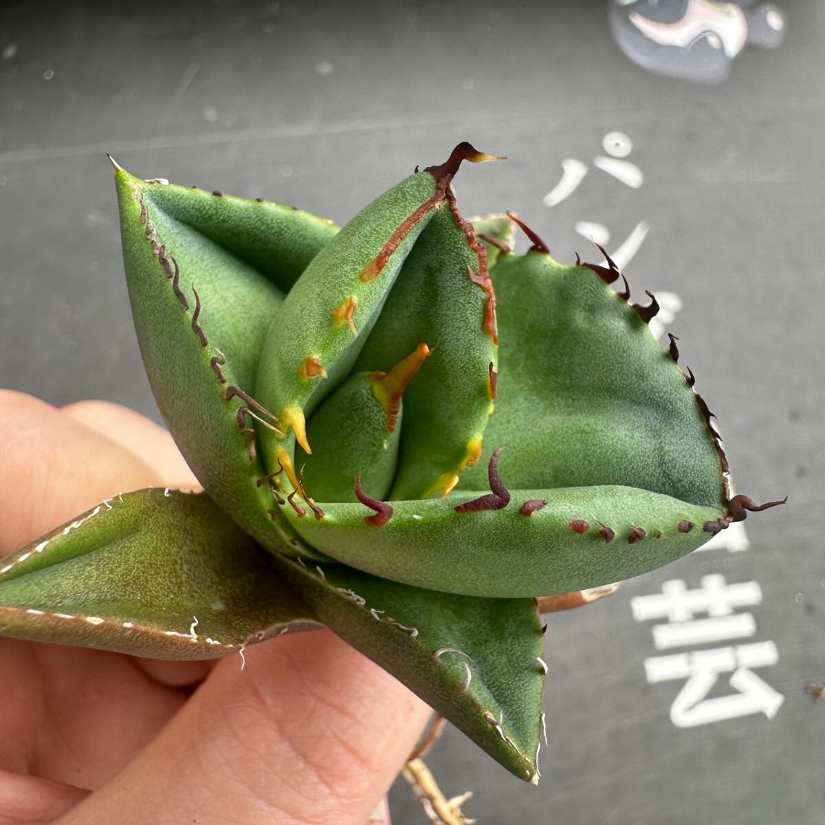 K30【パンダ園芸】アガベ チタノタ ジャガーノート 純血 / Agave titanota 'Juggernaut' pure blood メリクロン株 発根済み の画像1