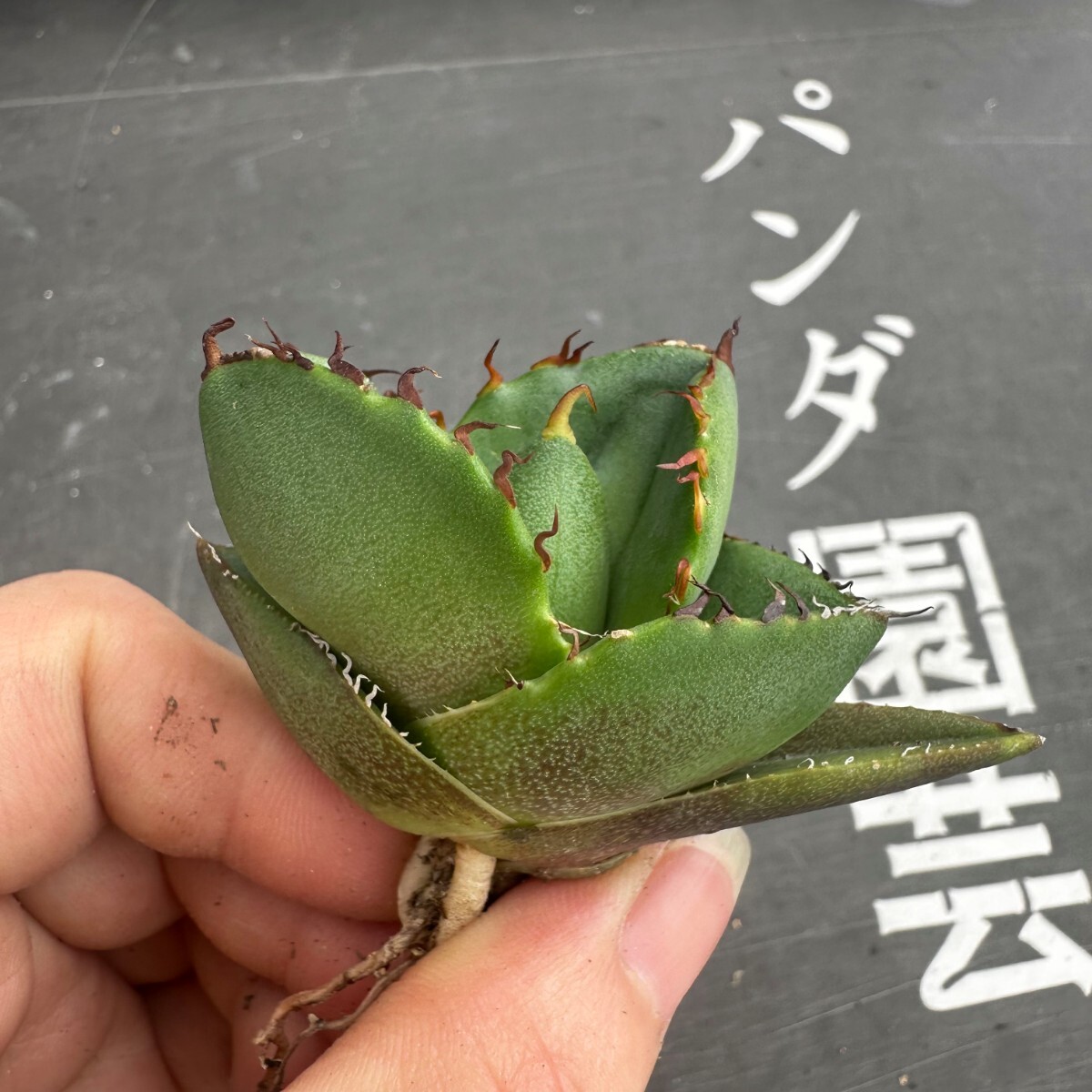 K31【パンダ園芸】アガベ チタノタ ジャガーノート 純血 / Agave titanota 'Juggernaut' pure blood メリクロン株 発根済み の画像6