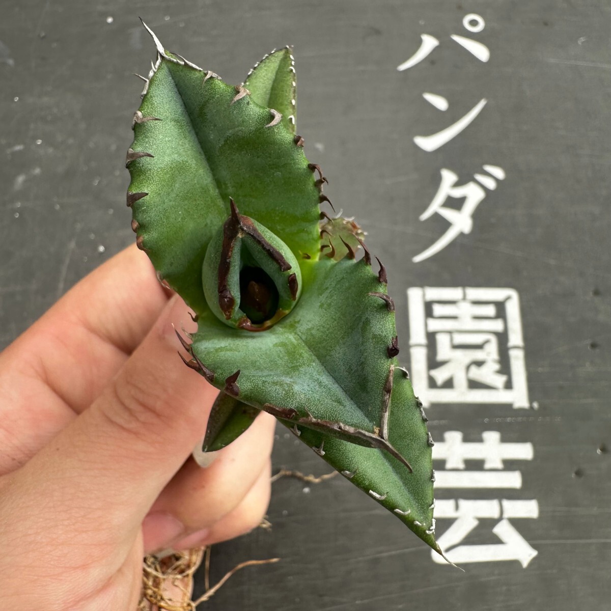 K39【パンダ園芸】発根済 稀少 アガベ チタノタ 翼竜 agave titanota pteranodon TC株 _画像4