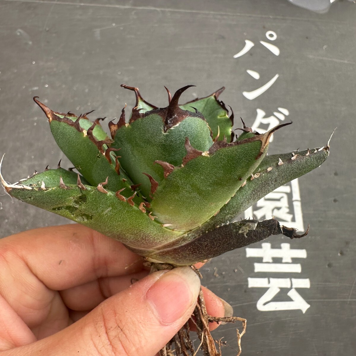 K60【パンダ園芸】アガベ チタノタ HADES ハデス 恐竜牙歯 Agave titanota Hades メリクロン株 発根済み の画像5