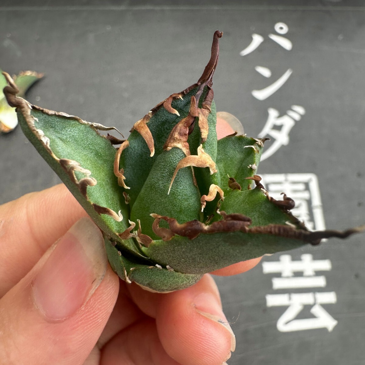 K65【パンダ園芸】アガベ 多肉植物 チタノタ シーザー 凱撒 胴切り天芽子株 5株の画像2