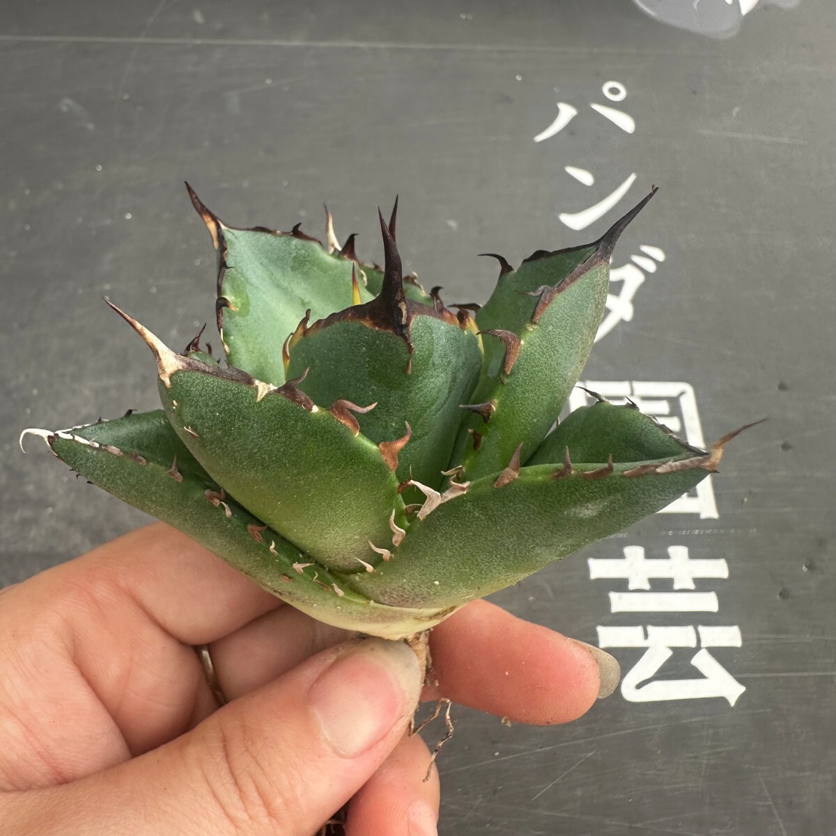 L12【パンダ園芸】アガベ チタノタ HADES ハデス 恐竜牙歯 Agave titanota Hades メリクロン株 発根済み の画像7