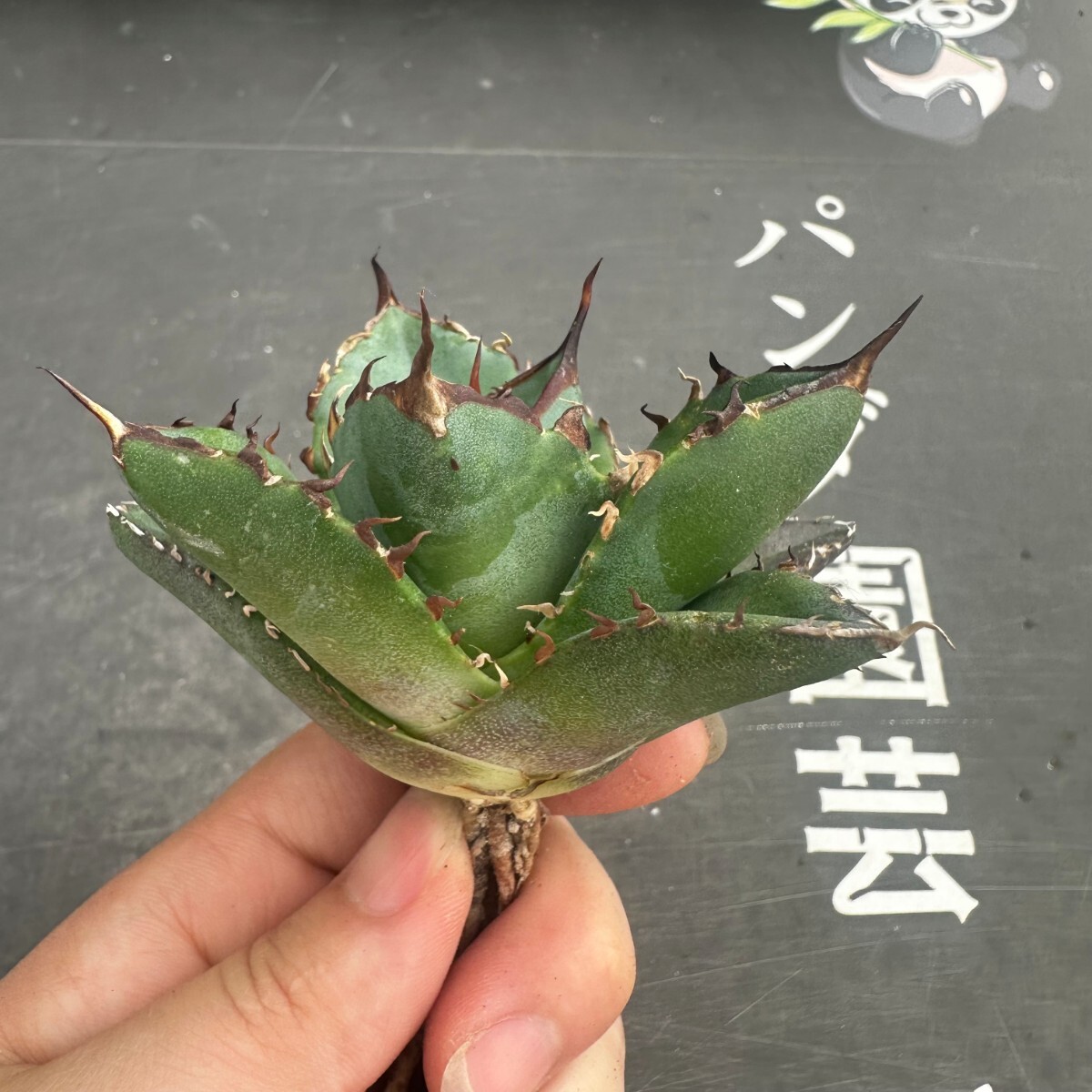 L13【パンダ園芸】アガベ チタノタ HADES ハデス 恐竜牙歯 Agave titanota Hades メリクロン株 発根済み の画像6