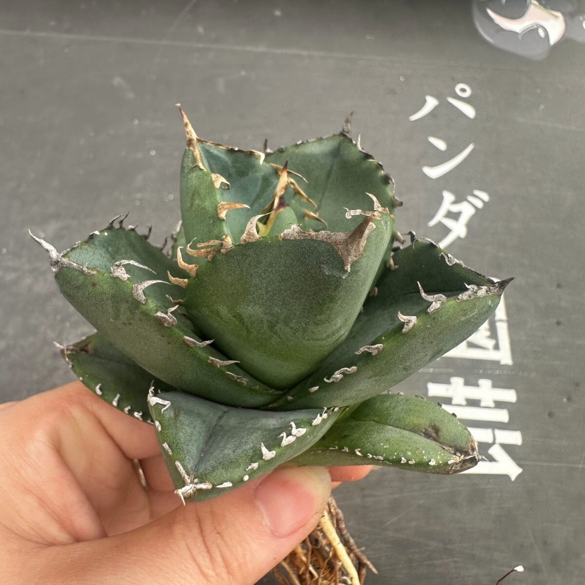 L26【パンダ園芸】 特選 アガベ チタノタ柊月 agave titanota holly moonの画像6