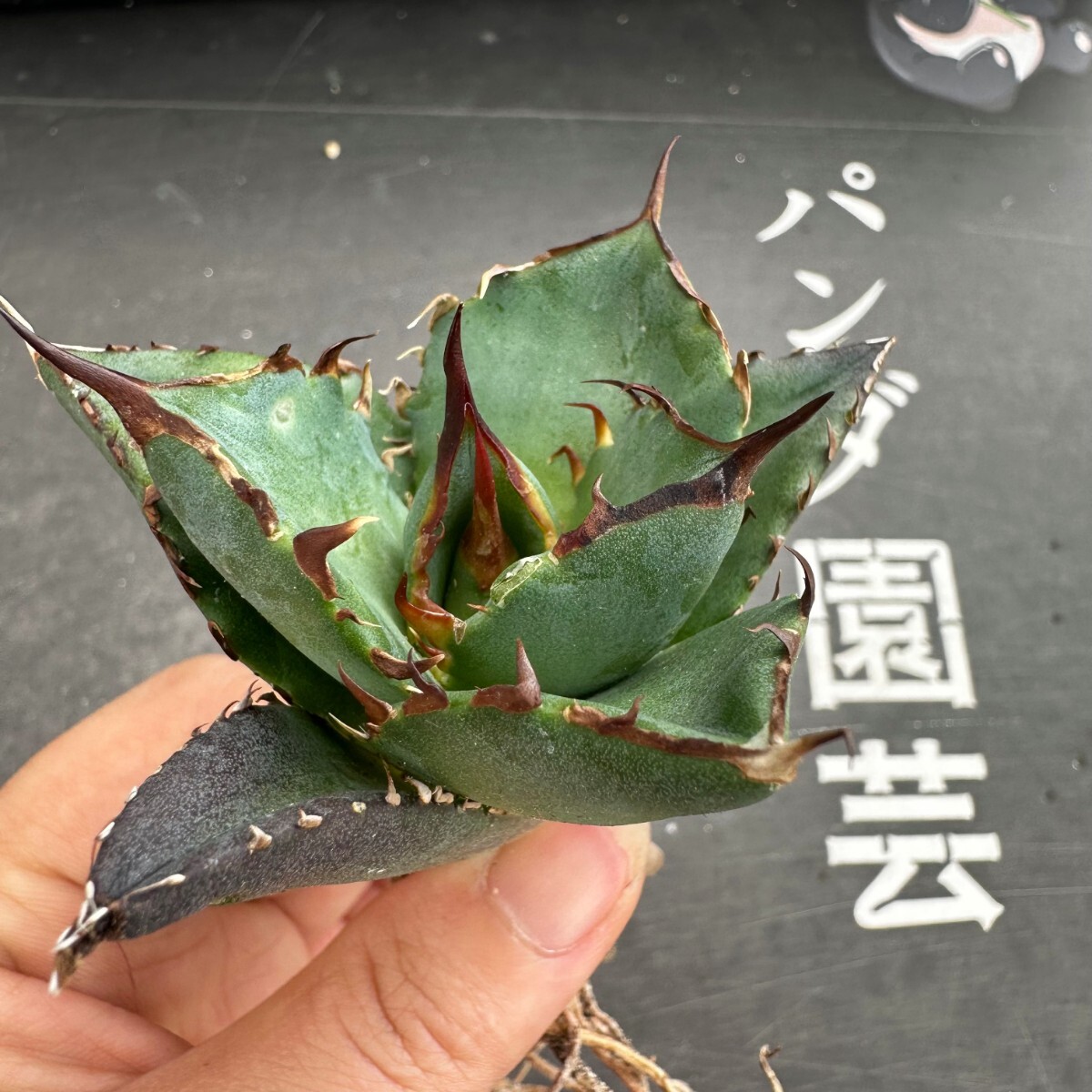 L62【パンダ園芸】アガベ チタノタ HADES ハデス 恐竜牙歯 Agave titanota Hades メリクロン株 発根済み の画像2